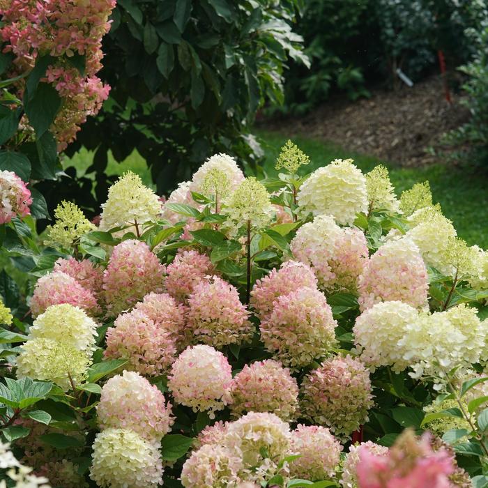 Hydrangea Fire Light 10 Gal Standard