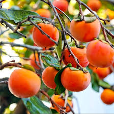 Persimmon (Diospyros), 5 gallon