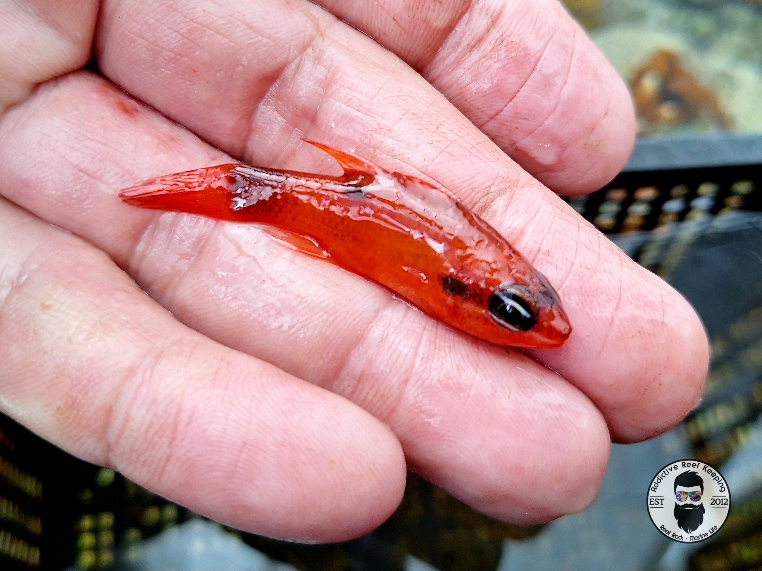 Flame Cardinalfish WYSIWYG (Apogon spp.)