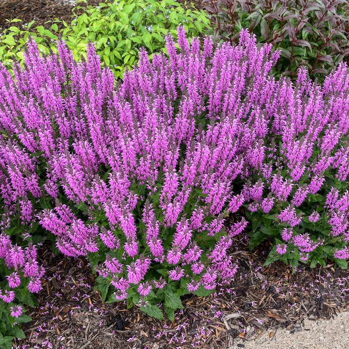Salvia Color Spires Indiglo Girl 1 Gal