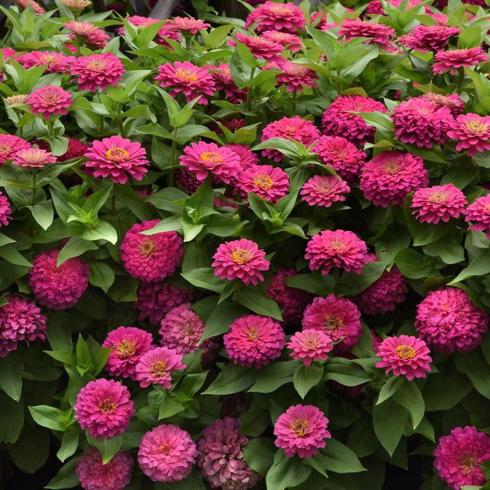 Zinnia Zesty Orange 1 Gal