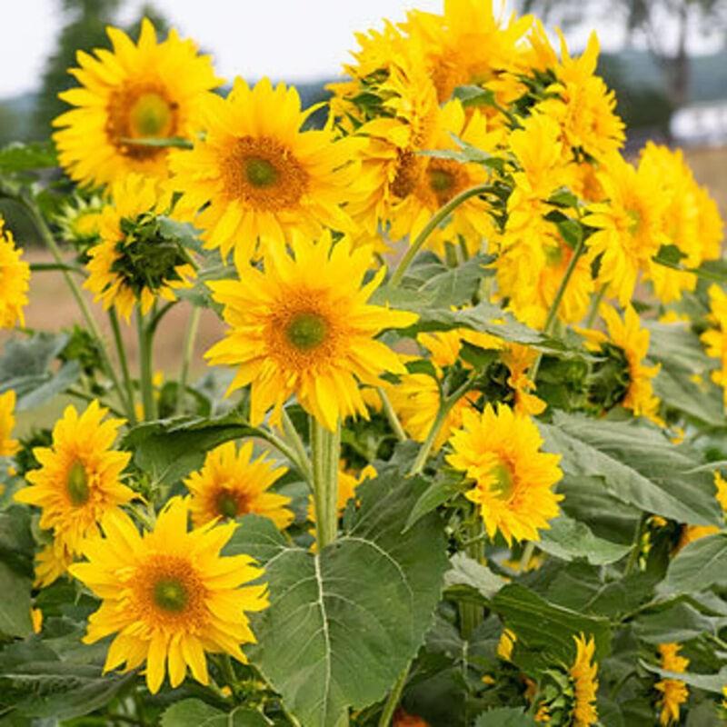 Sunflower 'Astra Gold' - 2x Plug Plants - Ruffled Petals