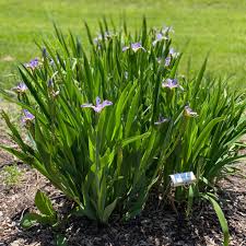 Blue Flag Iris (Iris versicolor), 1 gallon