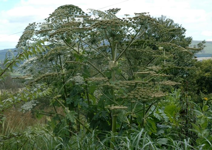 Mixed Herb HB 10"
