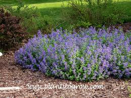 Early Bird Catmint (Nepeta), 1 gallon