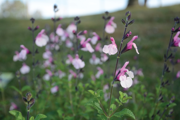 Salvia Dark Matter 1 Gal