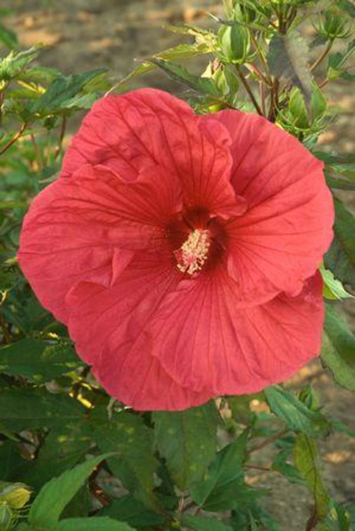 Hardy Hibiscus Summer Carnival 3 Gal