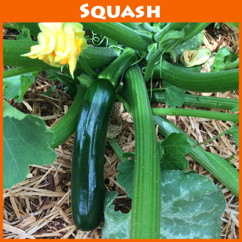 Zucchini Dark Star