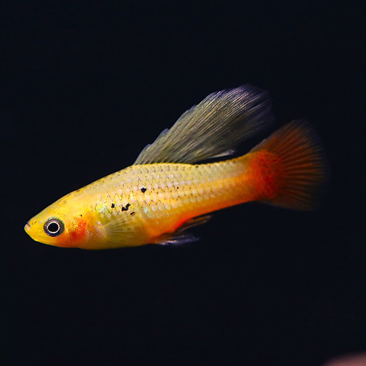 Sunset Platy