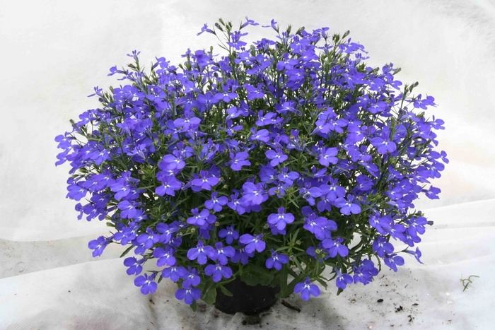 Lobelia Electric Blue 1 Gal