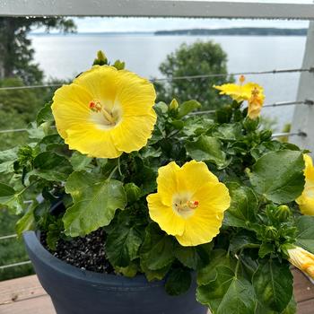 Hibiscus Bonaire Wind Tradewinds 3 Gal