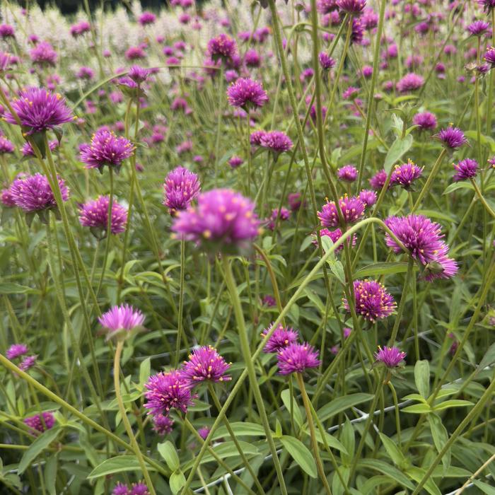 Gomphrena Pink Truffula 1 Gal PW