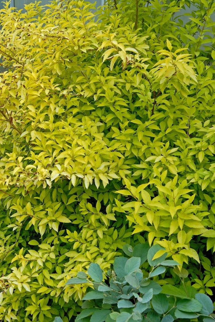 Forsythia Northern Gold 3 Gal