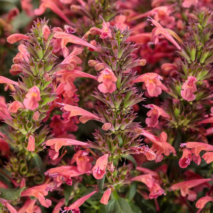 Agastache Meant to Bee Queen Nectarine 1 Gal PW