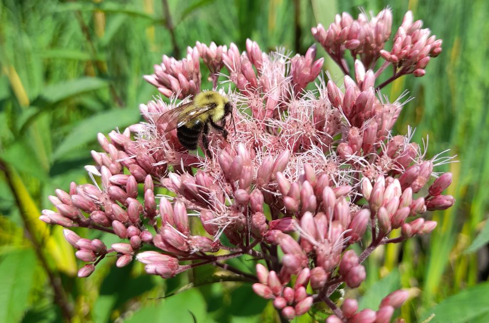 Spotted Joe-pye Weed