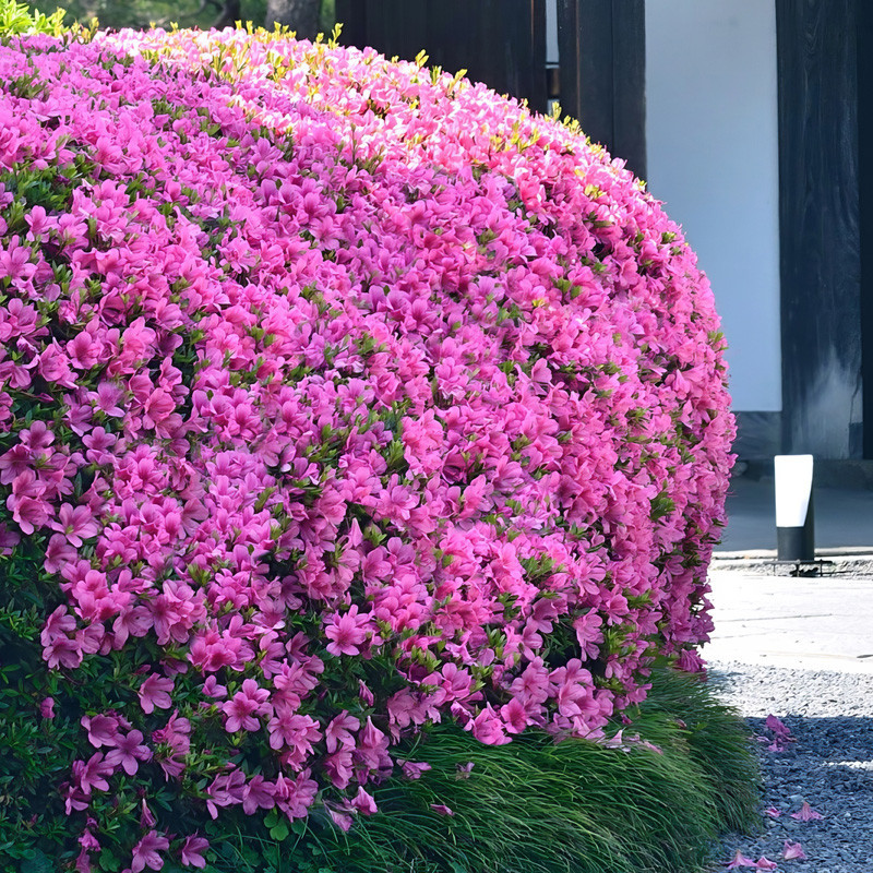 Azalea 'Karen'