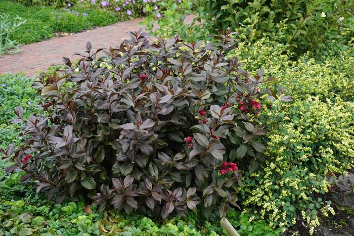 Weigela Sonic Bloom 3 Gal