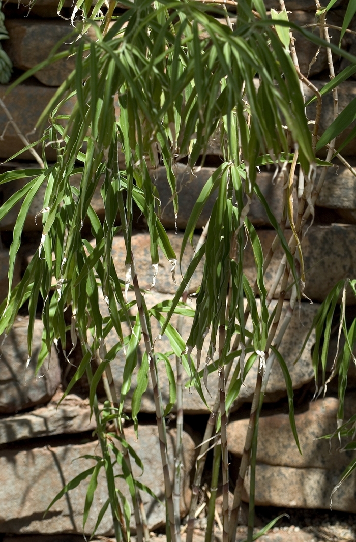 Smoke Tree Dusky Maiden 10 Gal