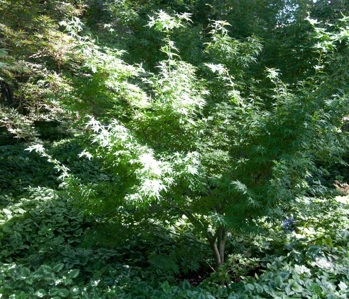 Japanese Maple 'Winter Red' 3 In 30" box