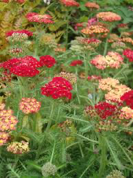 Strawberry Seduction Yarrow (Achillea), 1 gallon
