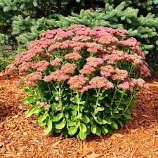 Autumn Joy Sedum, 1 gallon