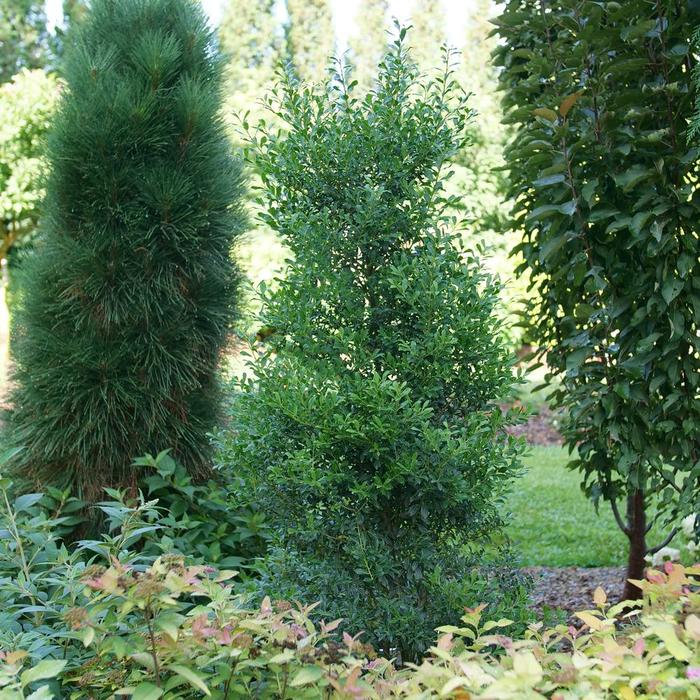 Holly Strongbox 3 Gal