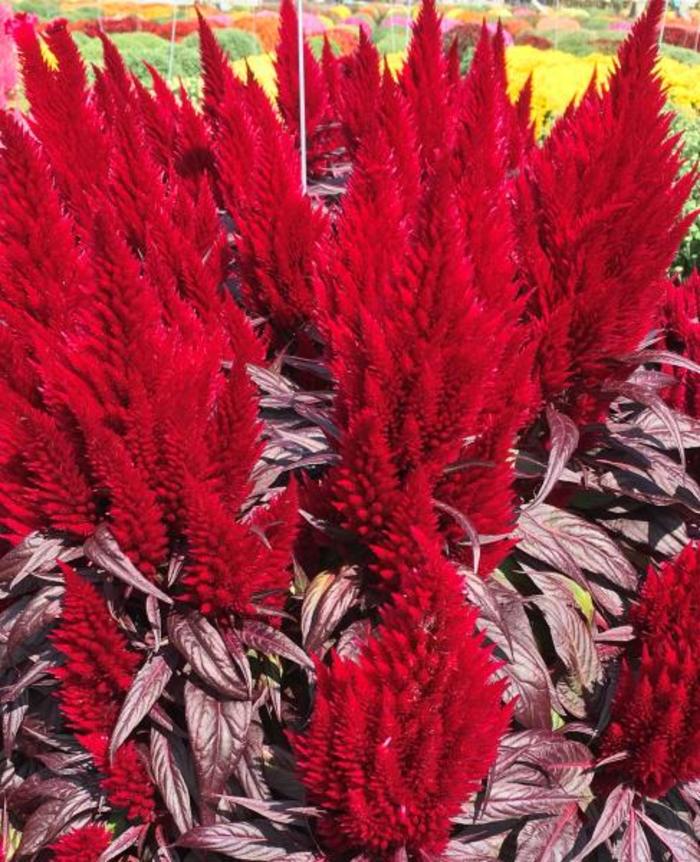 Celosia Floriosa Dark Red Quart