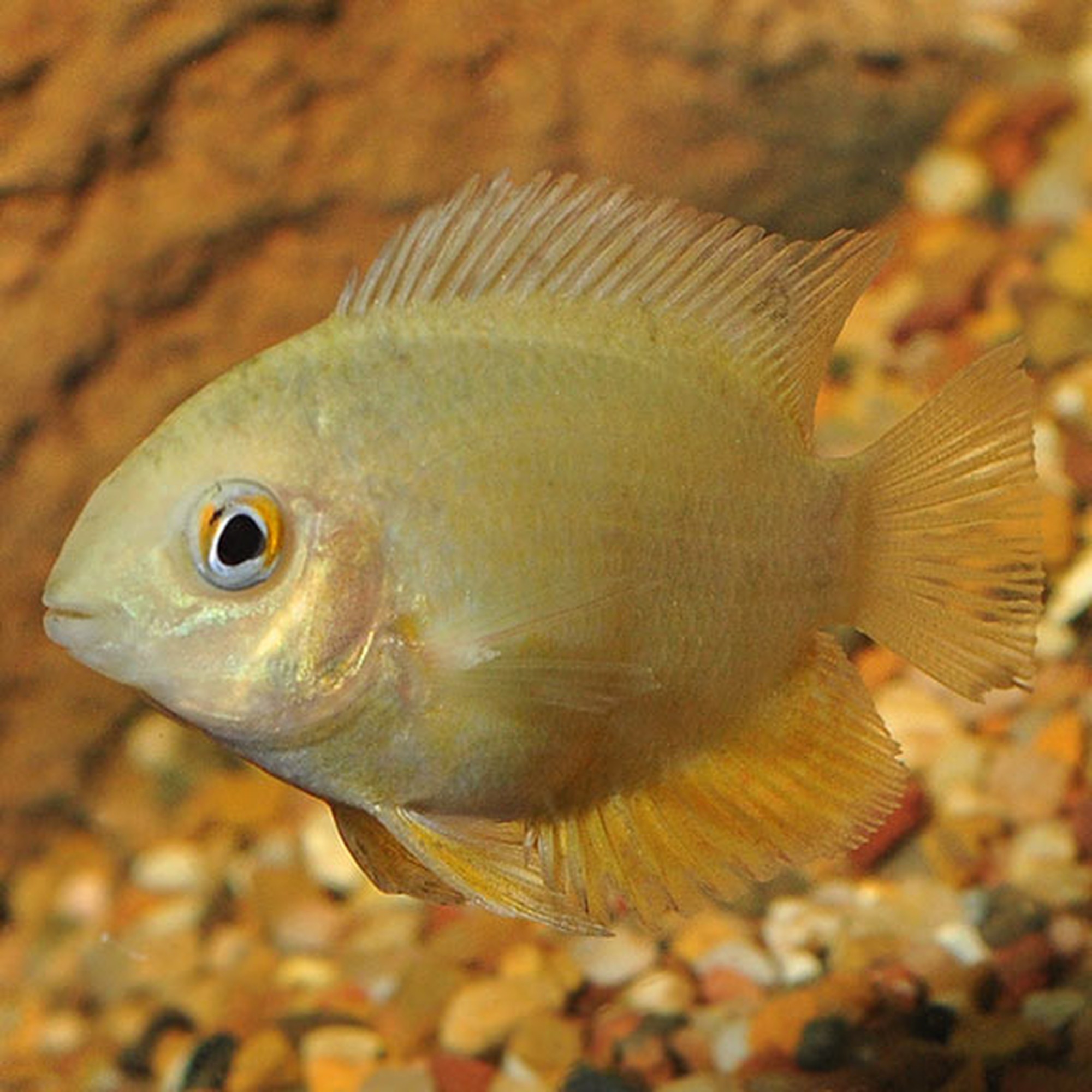 Red Spotted Turquoise Severum