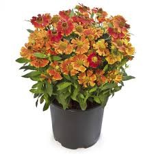 HayDay Red Bicolor Helen's Flower (Helenium), 1 gallon