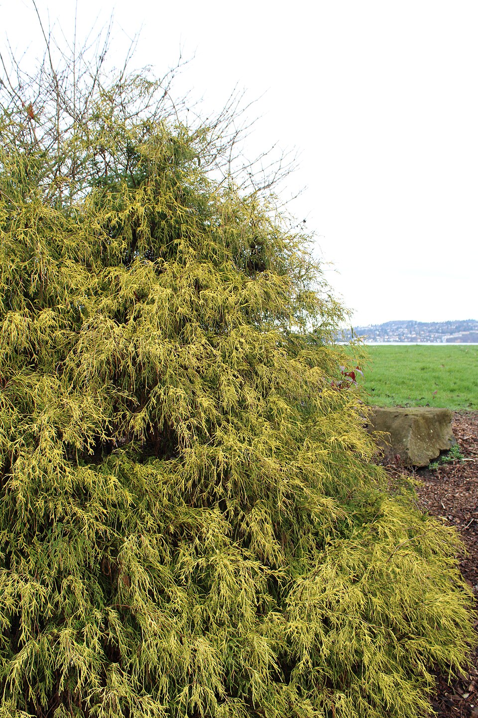 Chamaecyparis pisifera 'Aurea' (Gold Threadleaf False Cypress)