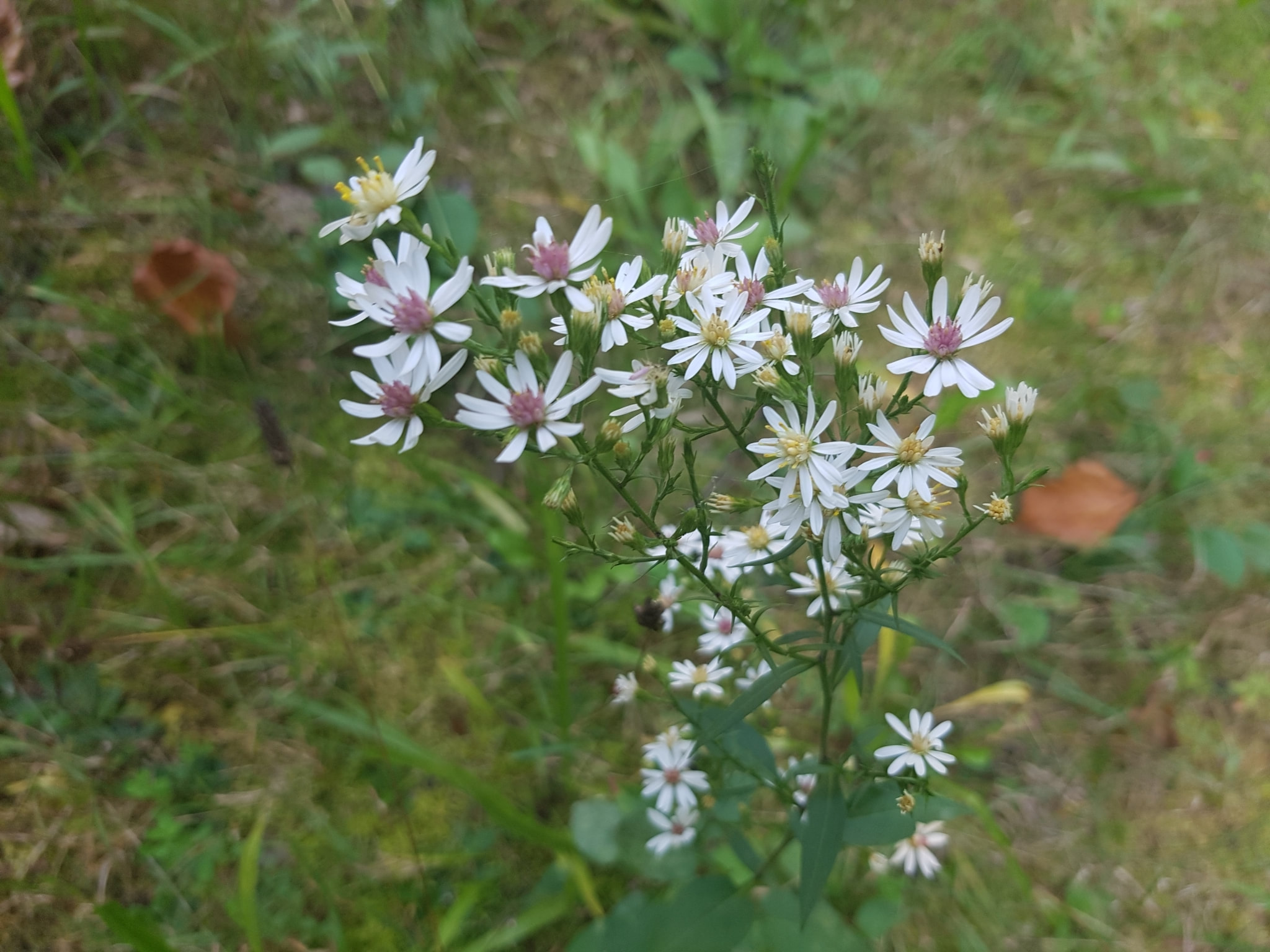 Arrow-leaved Aster