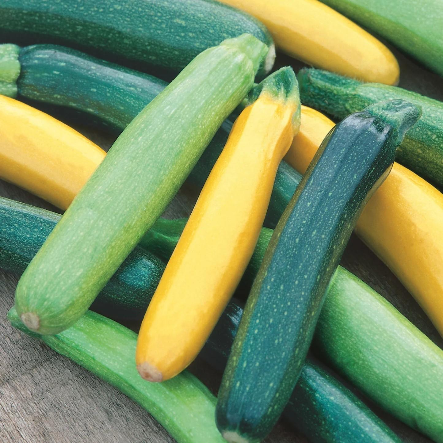 2x Courgette 'Tristan' Plug Plants | Patio & Container Variety
