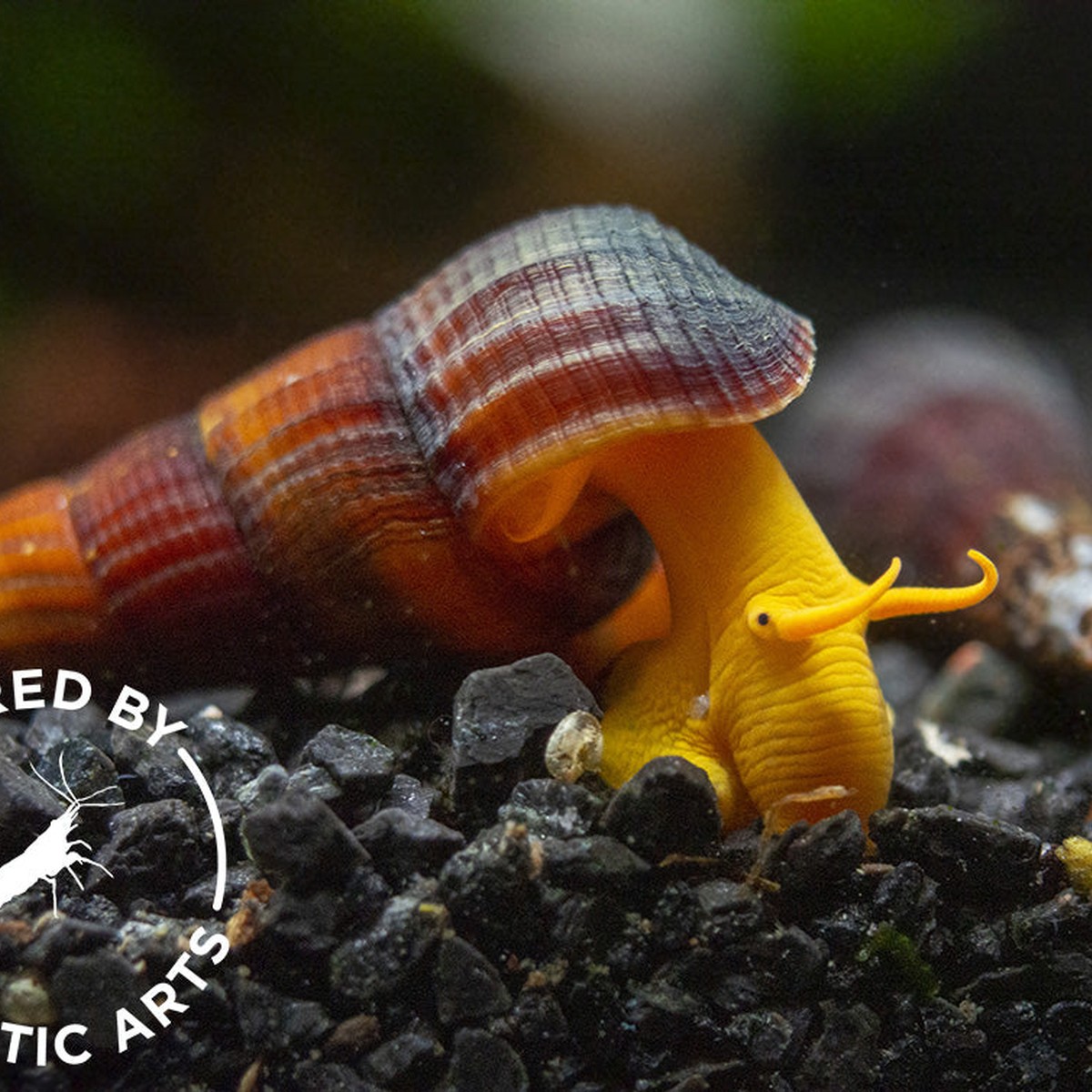 Orange Rabbit Snail