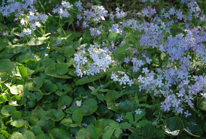 Phlox Creeping Blue 1 Gal