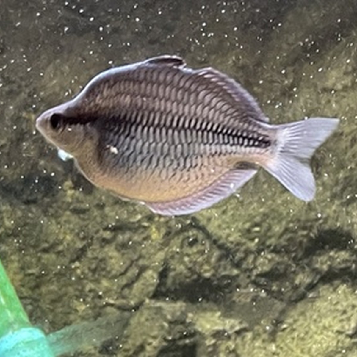 Kamaka Rainbow