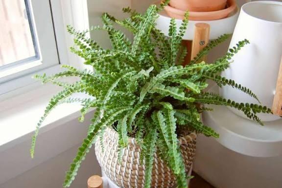 Nephrolepis Cordifolia 'Lemon Button Fern' Live Tropical Terrarium Plant 6cm