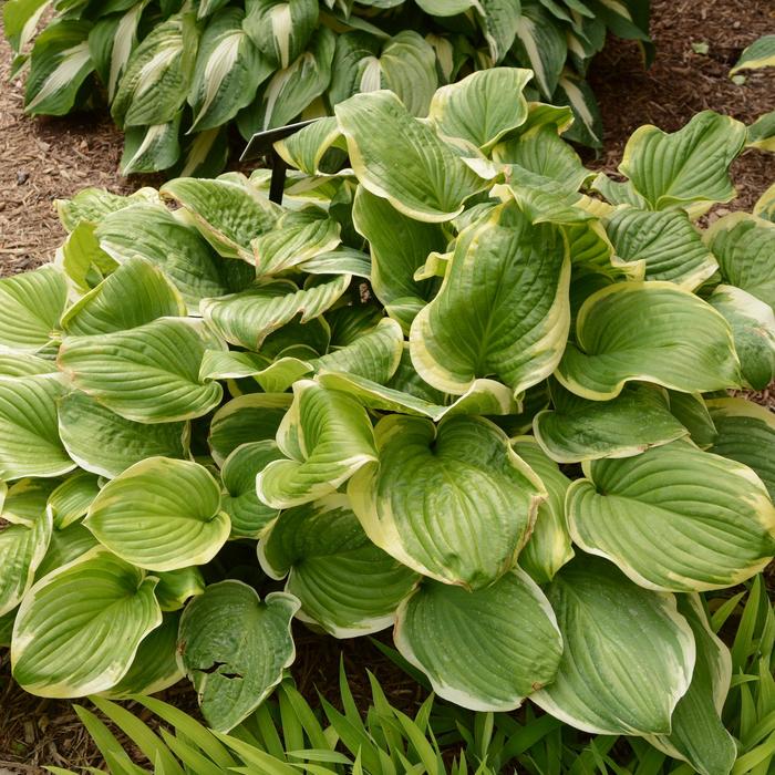 Hosta Francee 3 Gal