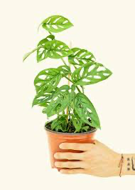 Monstera 'Swiss Cheese'