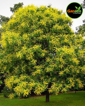 Golden Rain Tree at Garden Center of Las Cruces