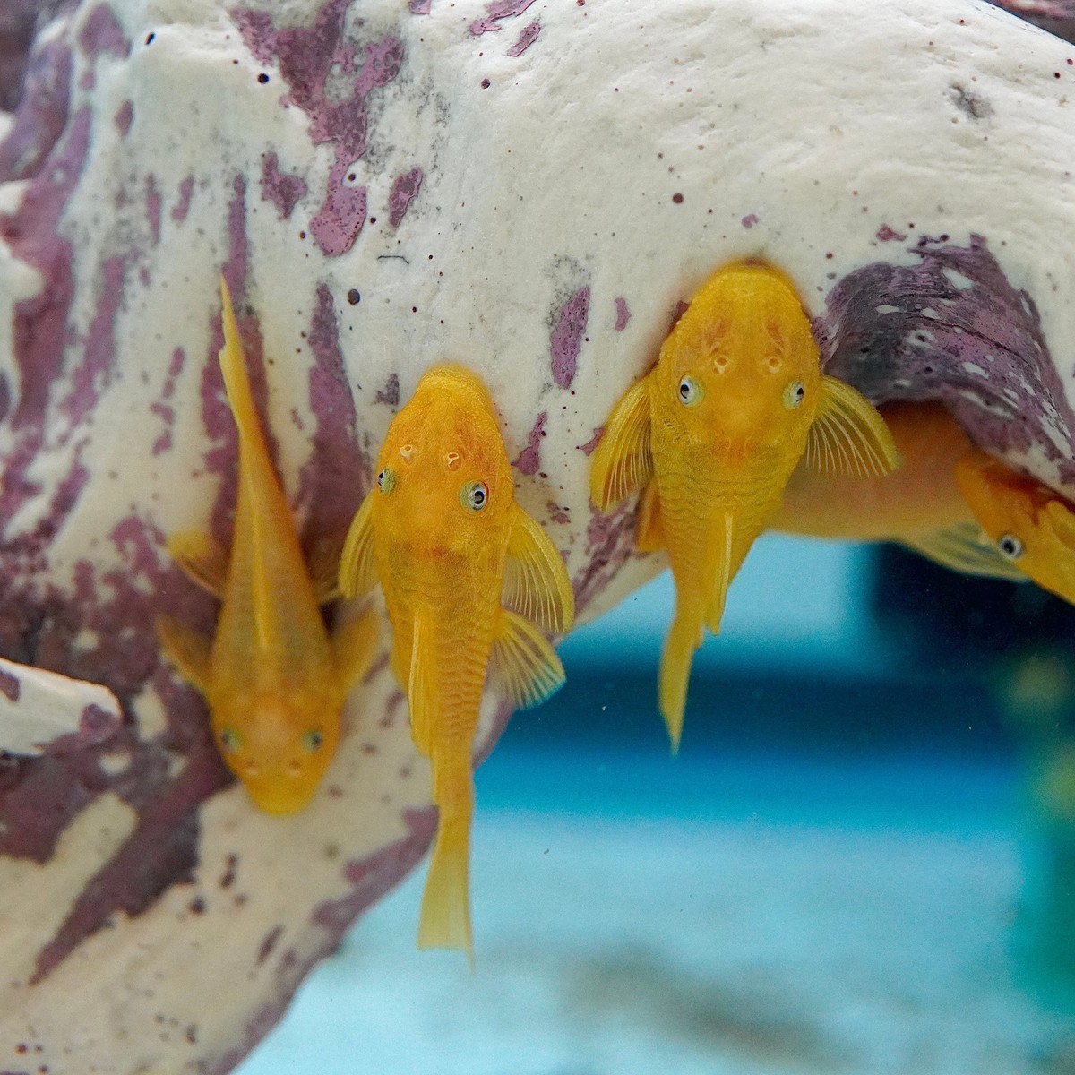 Blue Eye Lemon Bristlenose Pleco L144a