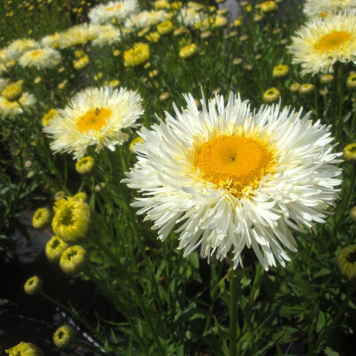 Shasta Daisy Real Glory 1 Gal