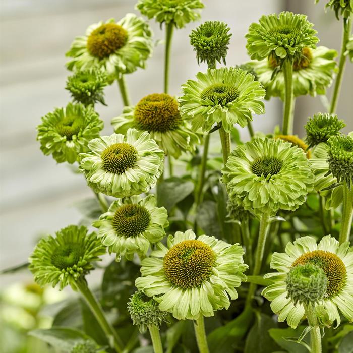 Coneflower Sunseekers Golden Sun 1 Gal
