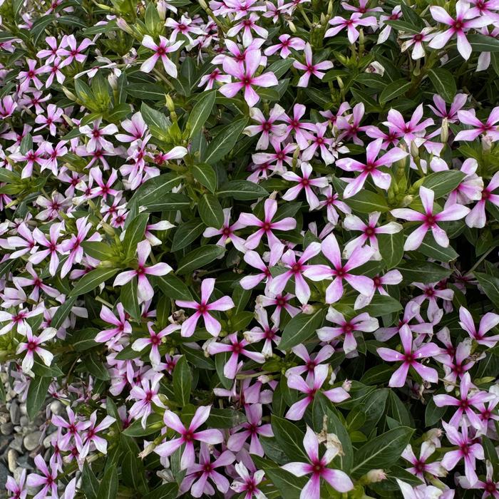 Vinca Soiree Kawaii Red Shades Quart