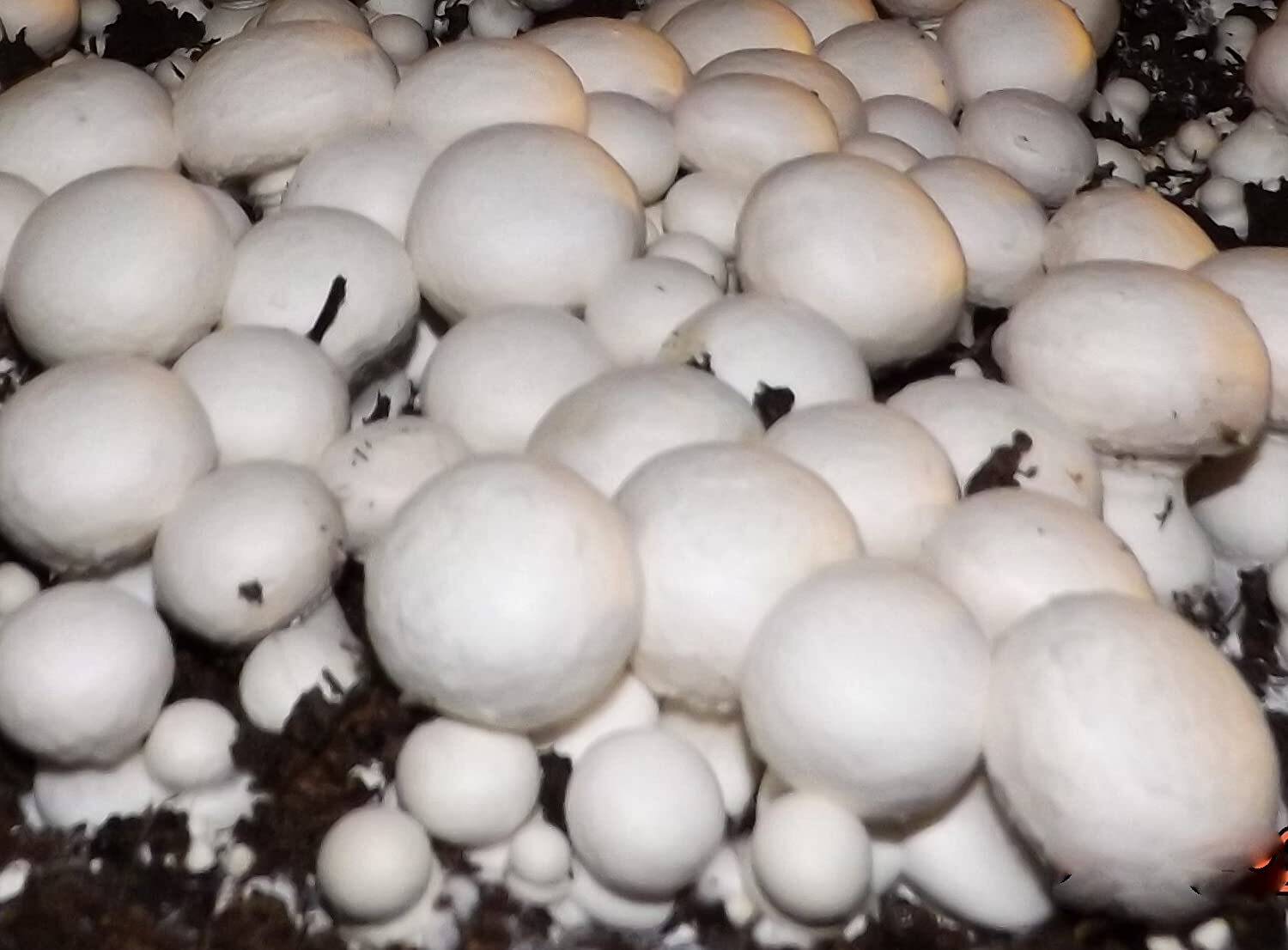 White Button Mushroom Growing Kit ~ Makes it Easy to Grow Your Fresh Shrooms!