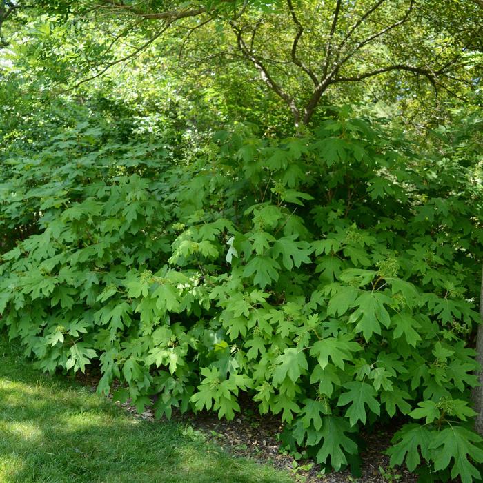 Hydrangea Alice Oakleaf 7 Gal