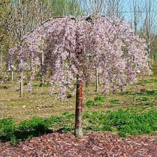 Pink Weeping Cherry (Prunus), 10 gallon