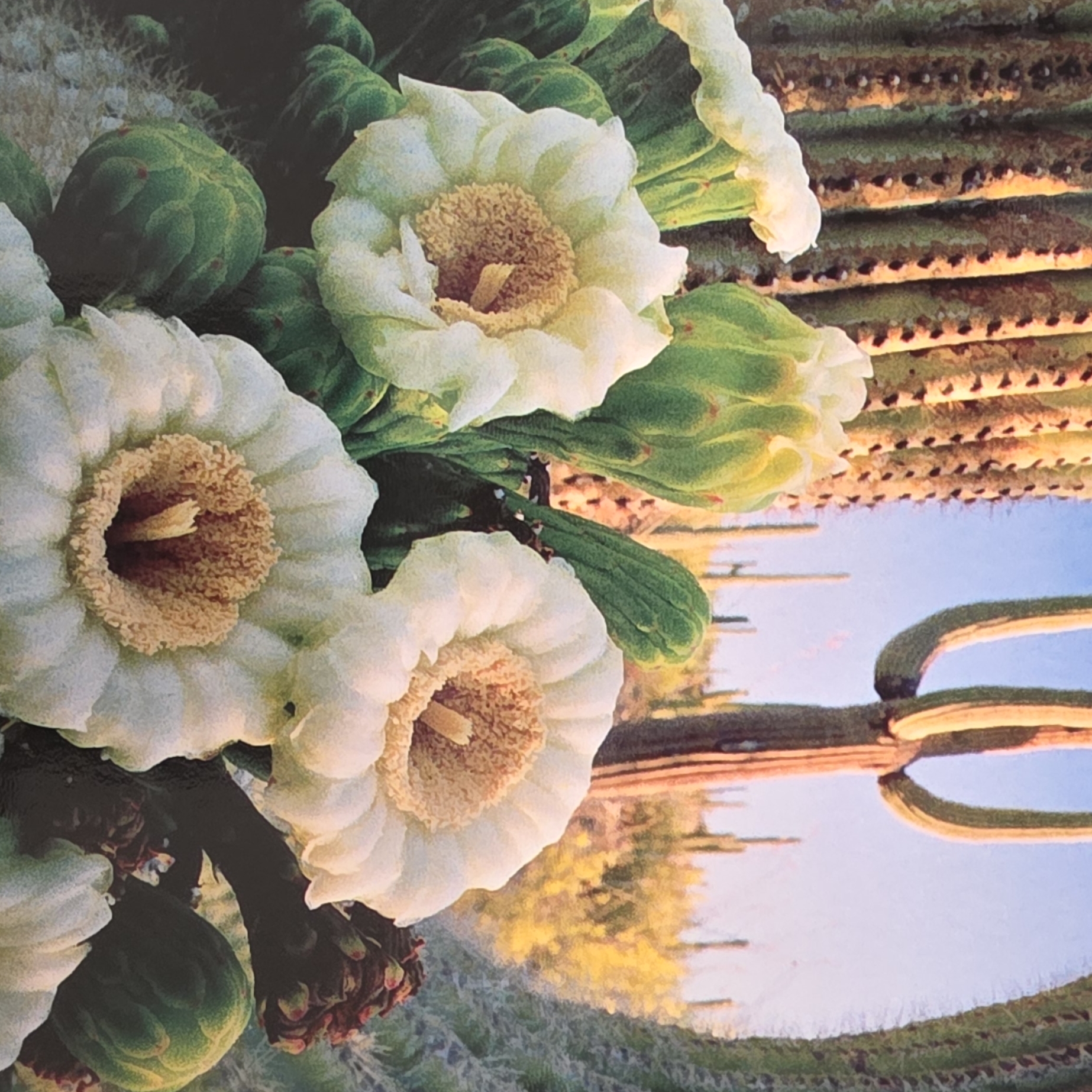 Blooming Cactus-Blank