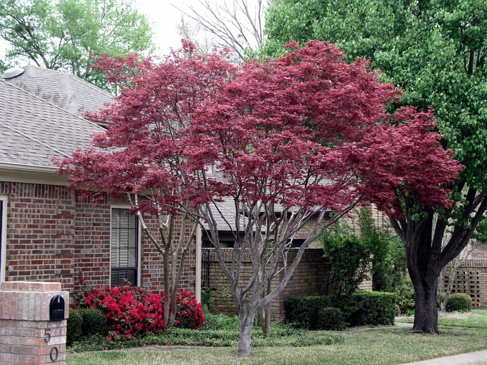 Japanese Maple Bloodgood B&B 6-7' 1.5" Cal