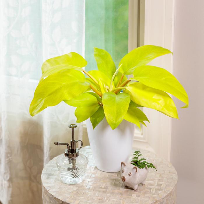Philodendron Prince Of Orange/Clay Pot