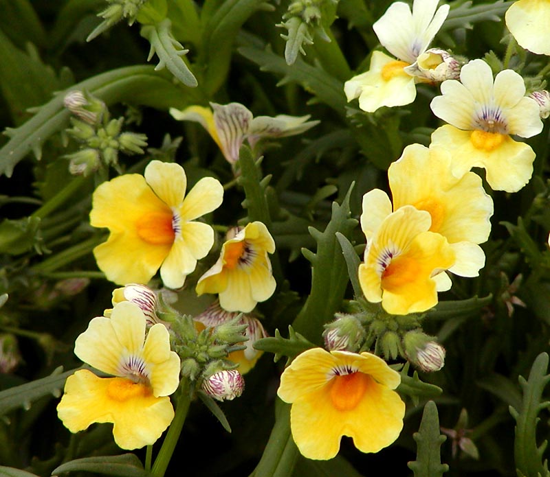 Nemesia, 4.5"